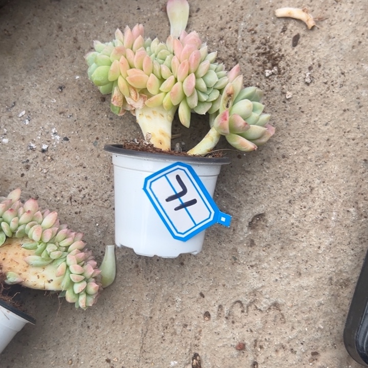 宸***哥一物一拍奶油美人多肉71