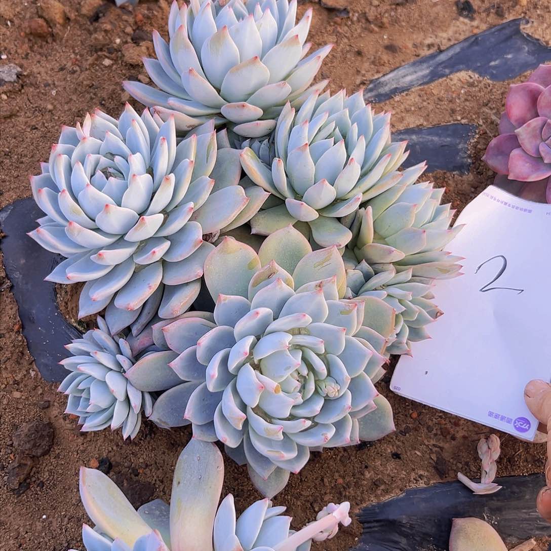 嘉**?粉蓝鸟一个基地直发2