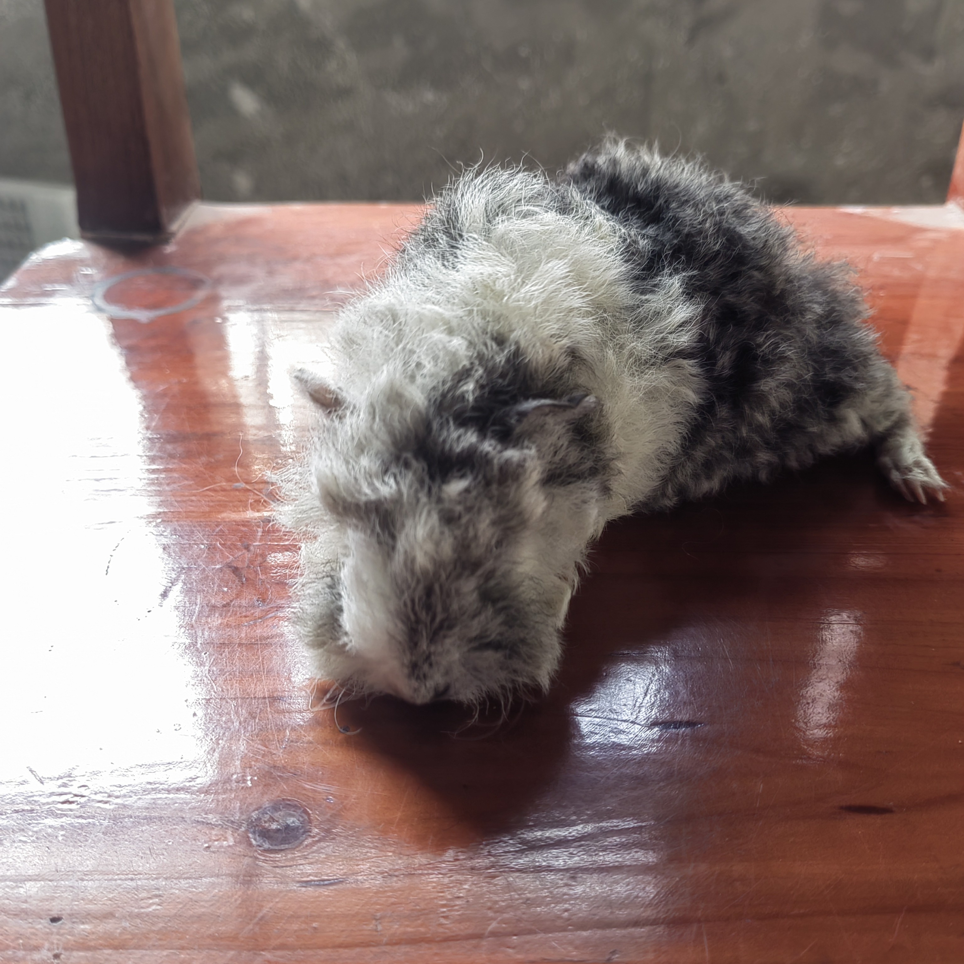 雕灰色长卷毛荷兰猪弟弟（一物一拍）