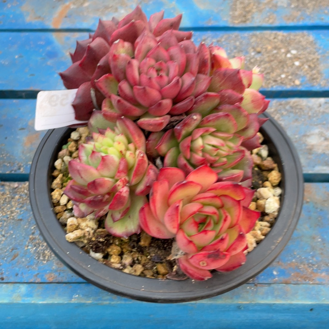 无花朵若茹东云单拍B859