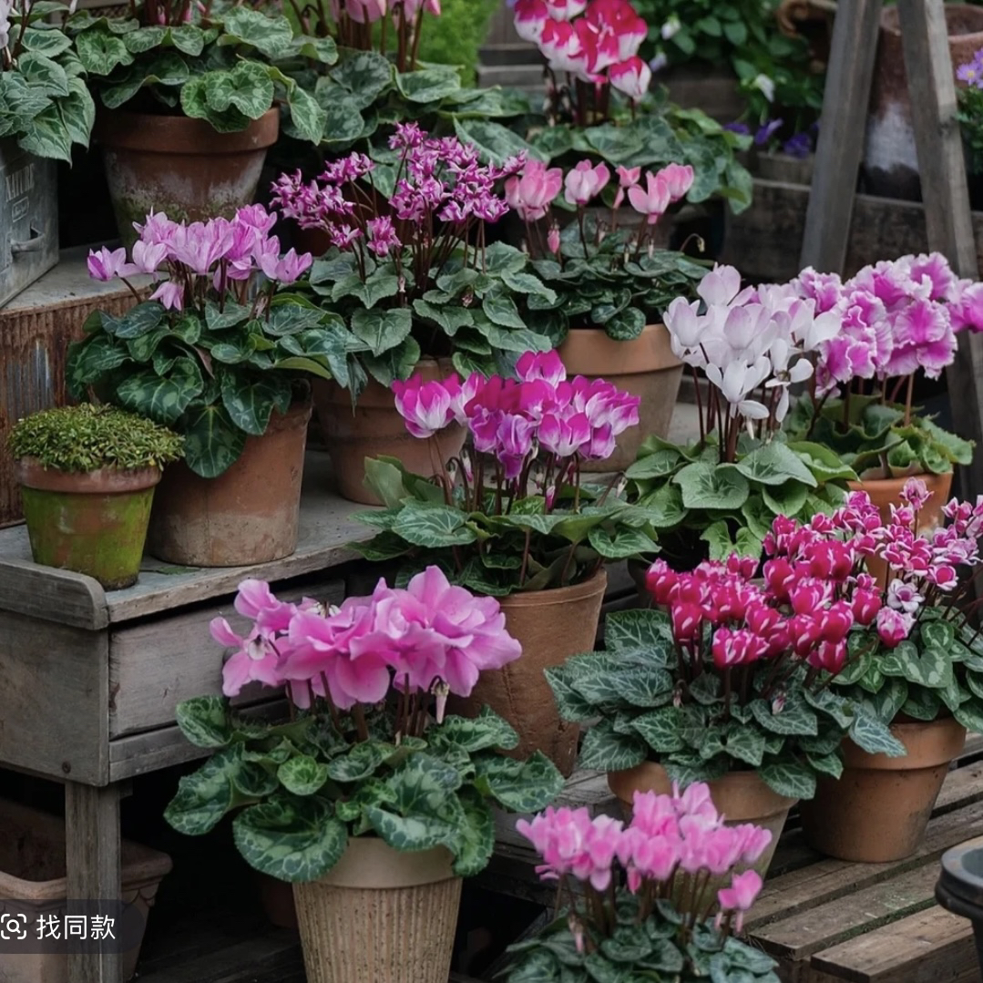 黑丝绒仙客来盆栽好养易活室内观花花卉