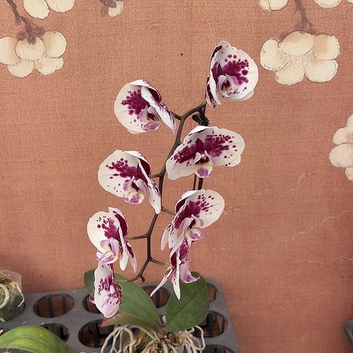 ****.完全开放0964蝴蝶兰实生