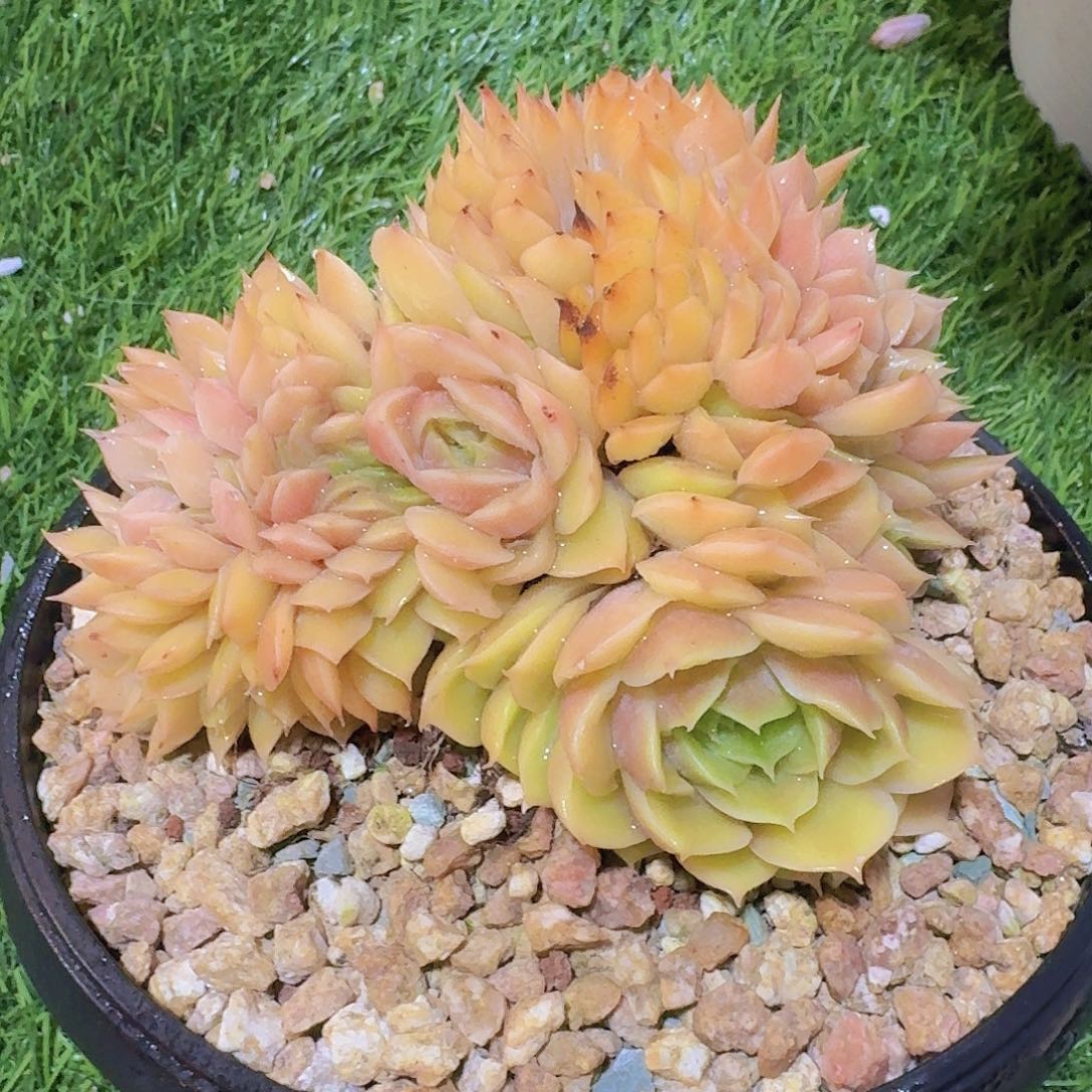 无花朵昂斯诺缀化