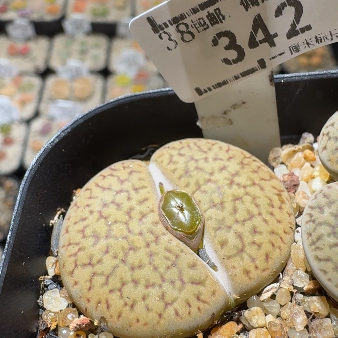 Sss精品清货款342卡3