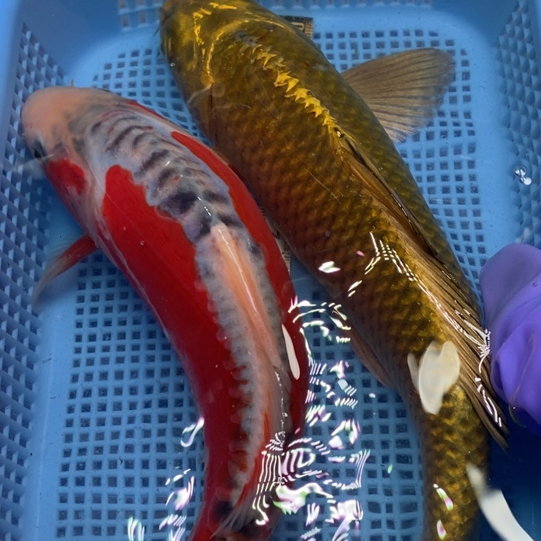 锦鲤冷水锦鲤包邮
