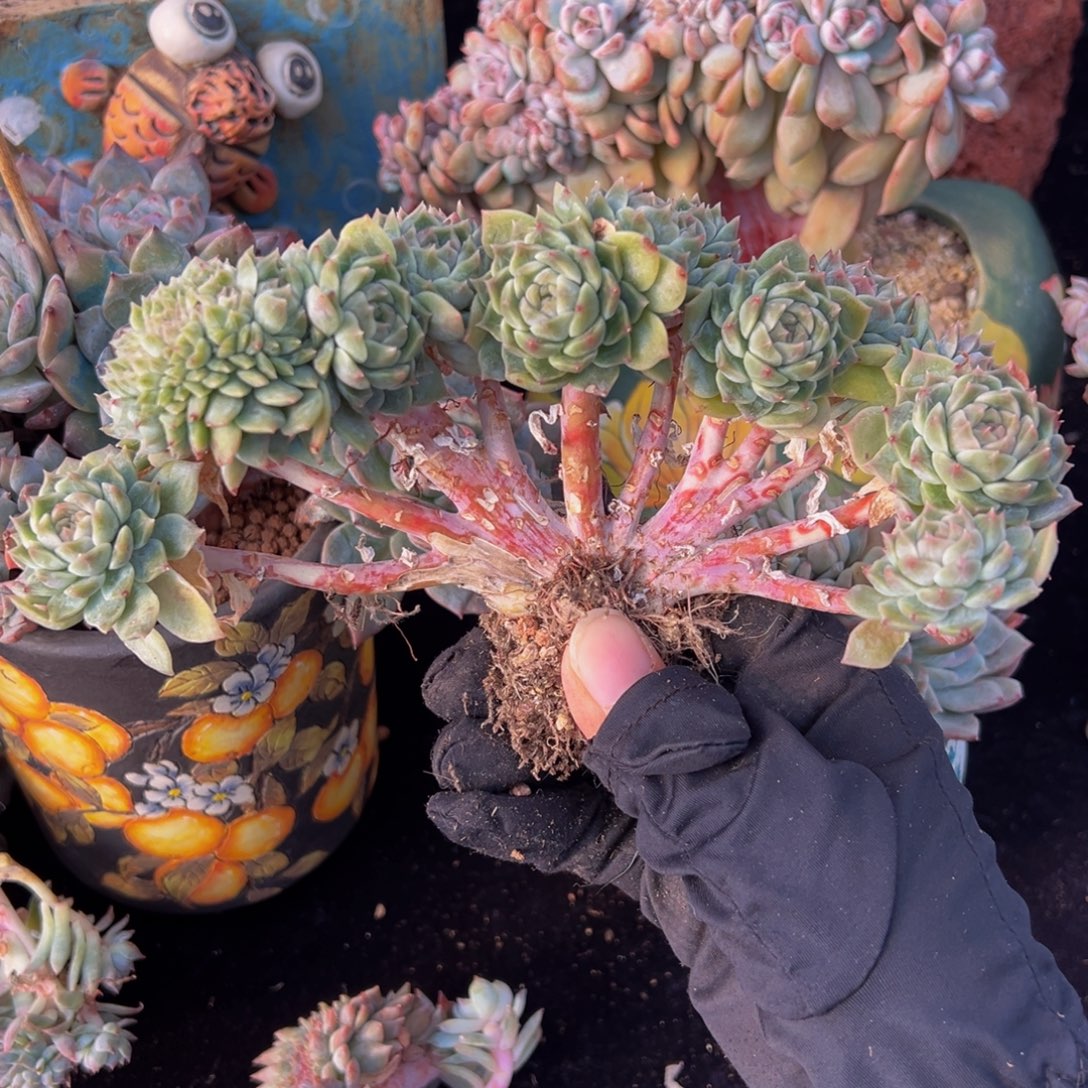 紫心山茶花冰魄缀14朵朵缀微瑕