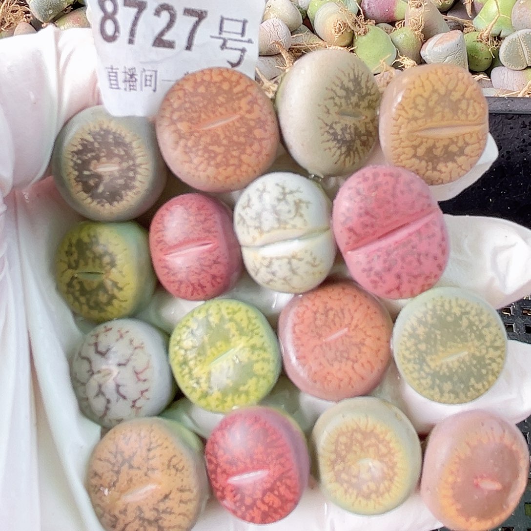 8727 好养易活生石花大母本16个1.6cm左右