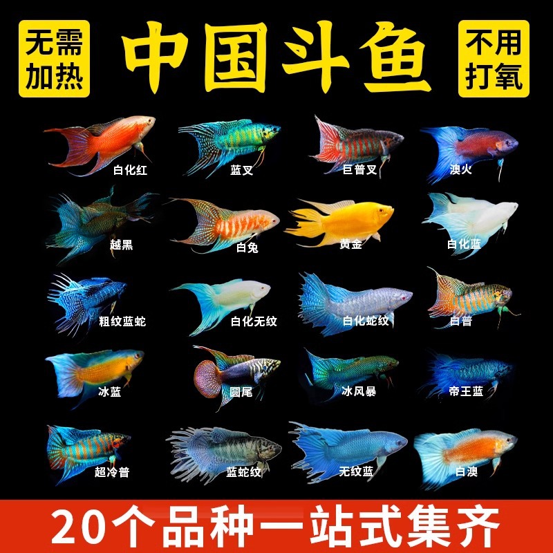 国斗直播专用链接1号斗鱼鱼观赏鱼