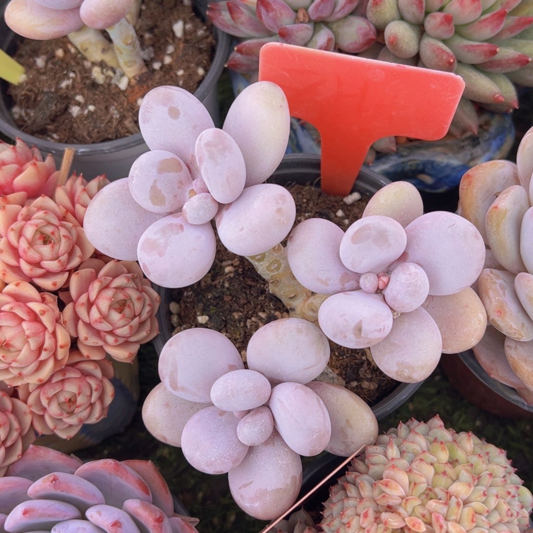 香玉的故事是一个人的故事吗