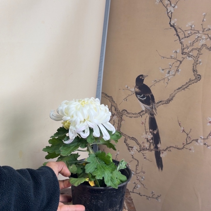 完全开放E666666666