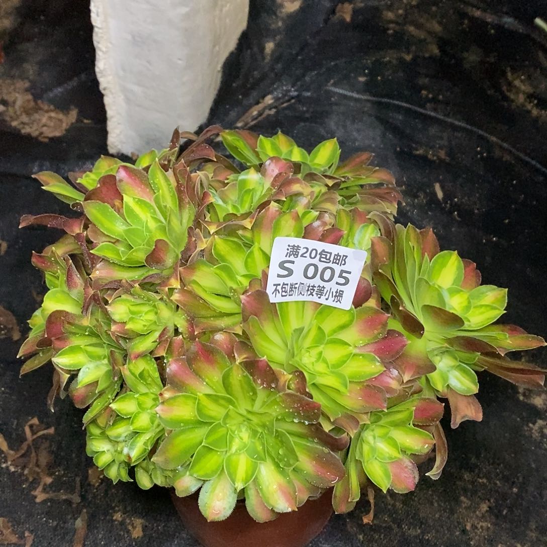 005韶华多肉法师锦