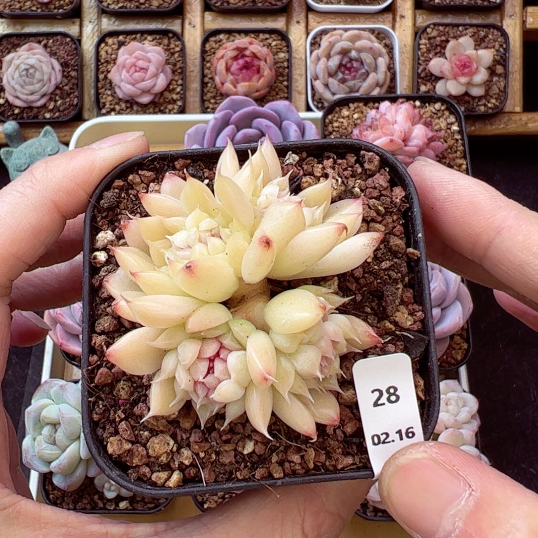 冰蝴蝶缀28、哈哈