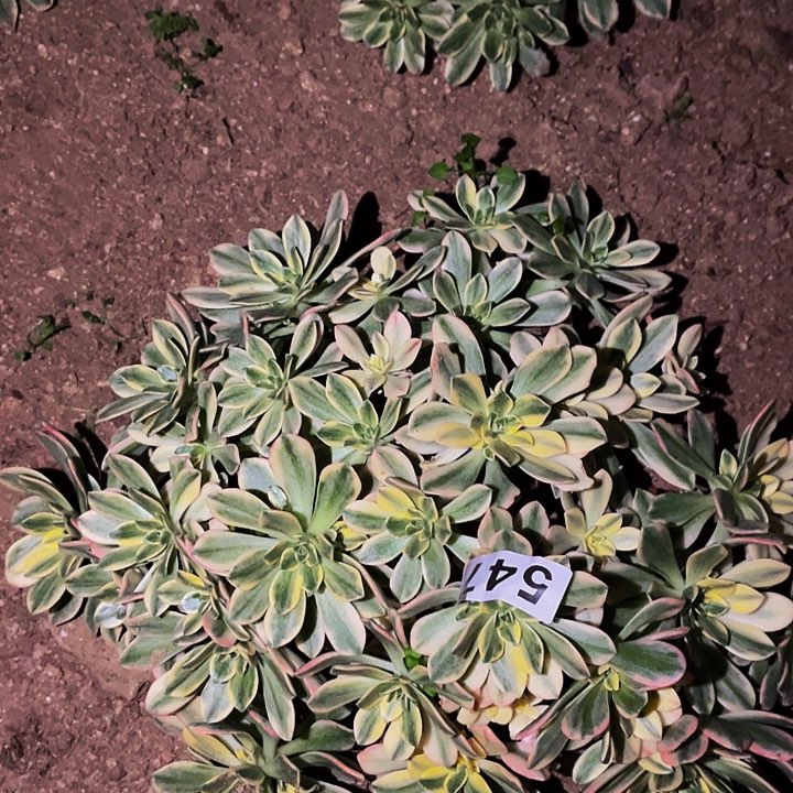 547甜茶多肉植物处理不售后