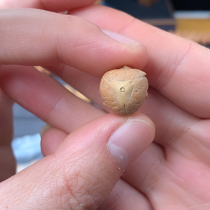吊坠凤眼菩提14+实心龙，非质量问题开孔不退