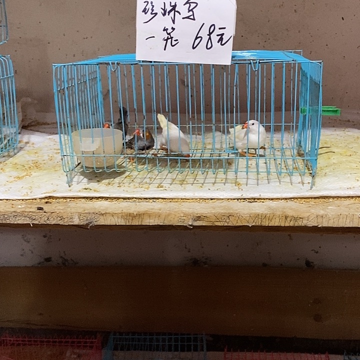 珍珠鸟白加灰珍珠鸟，包活到家
