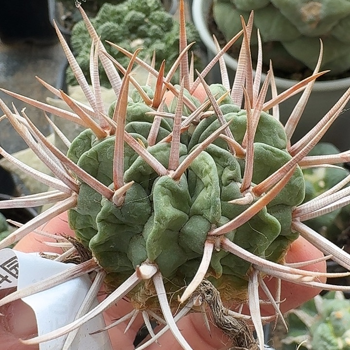 无花朵自根龙剑047