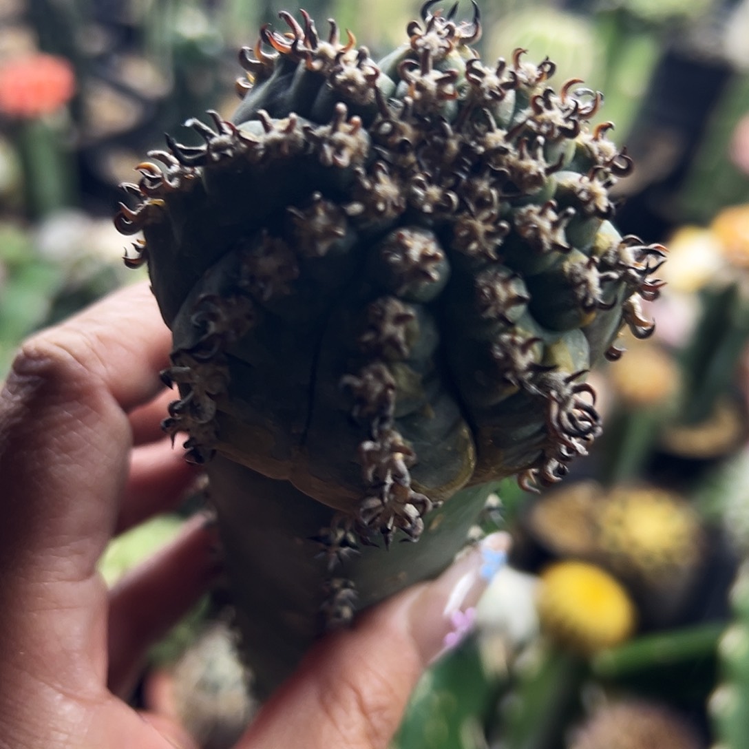 天平猫爪仙人球111111111