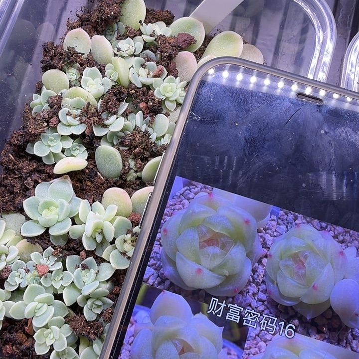 财富密码16号随机单头一颗