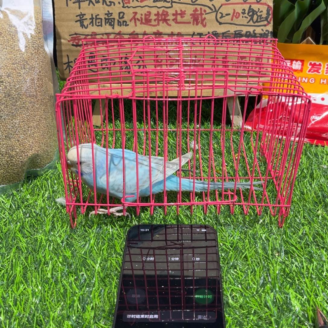 1***7虎皮鹦鹉虎皮鹦鹉系列一只，竞拍一物一拍不退换