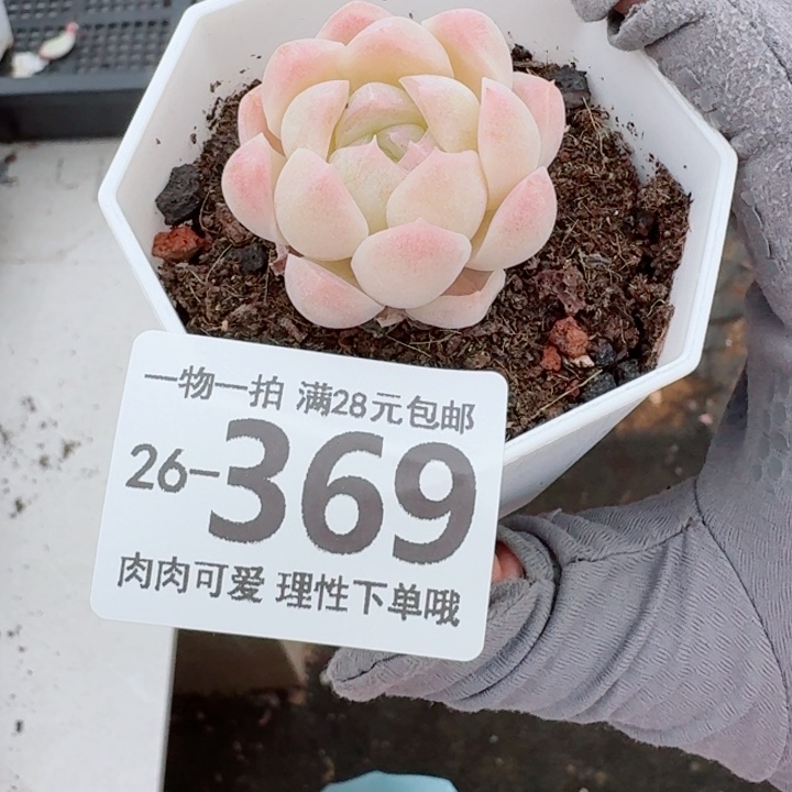 白桃汽水无盆土发货多