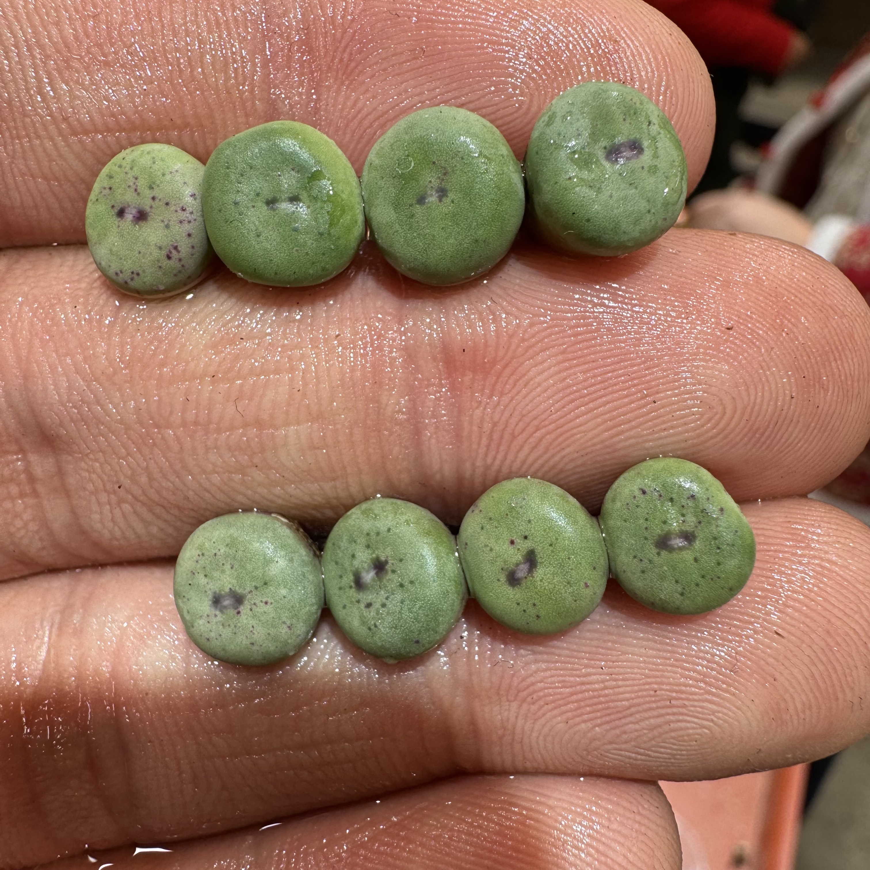 106多肉植物肉锥歌姬小红嘴一颗