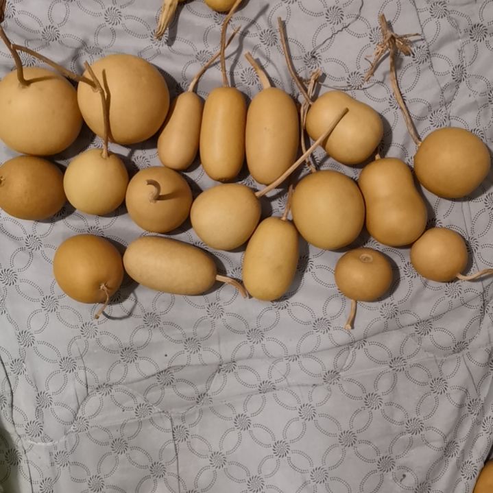 @***@自然葫芦专拍链接