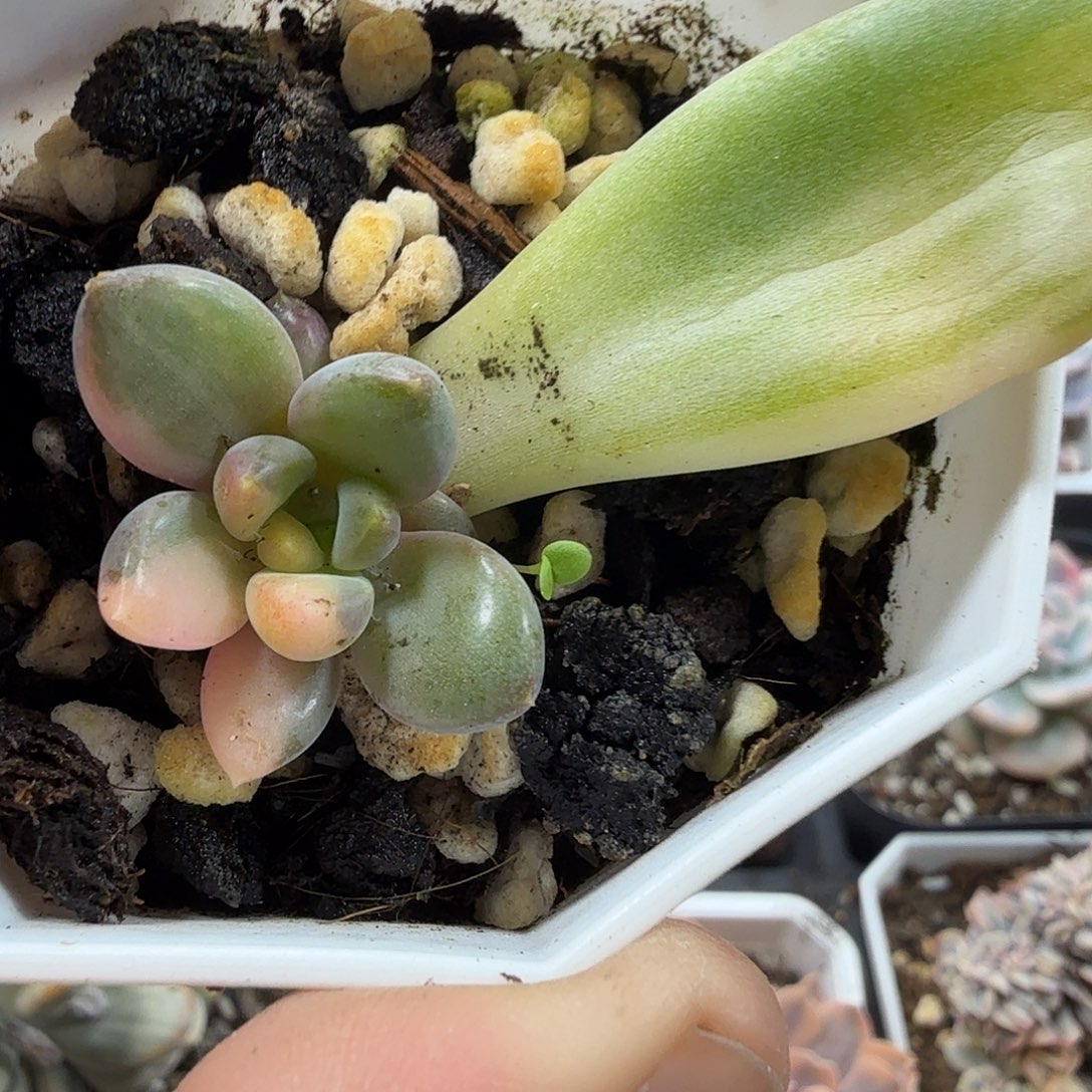 红象牙锦  小方花圃一物一拍