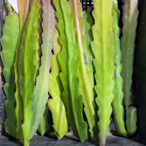 当前无花栽培后可以开花12叶片