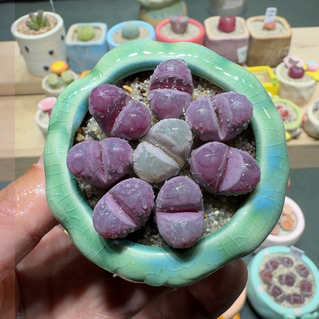 红陶蘑菇278红大内