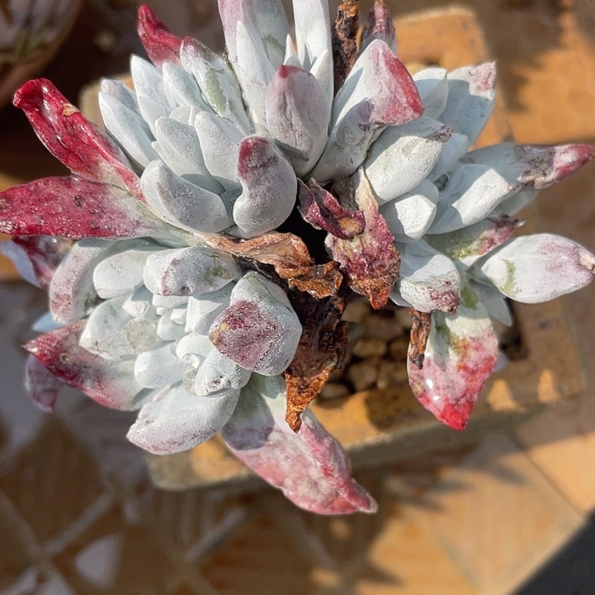 【闪购商品】除霜苹果叶