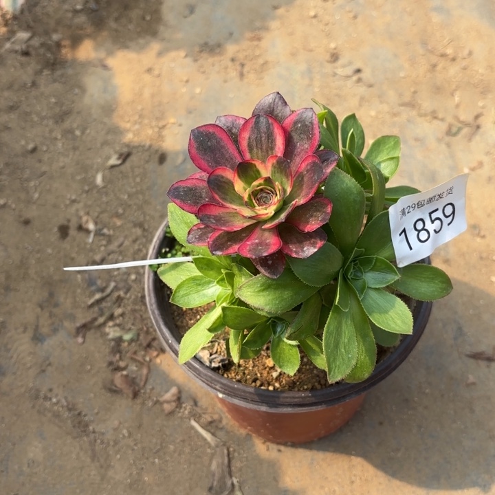 魅金玫瑰锦多肉法师1859