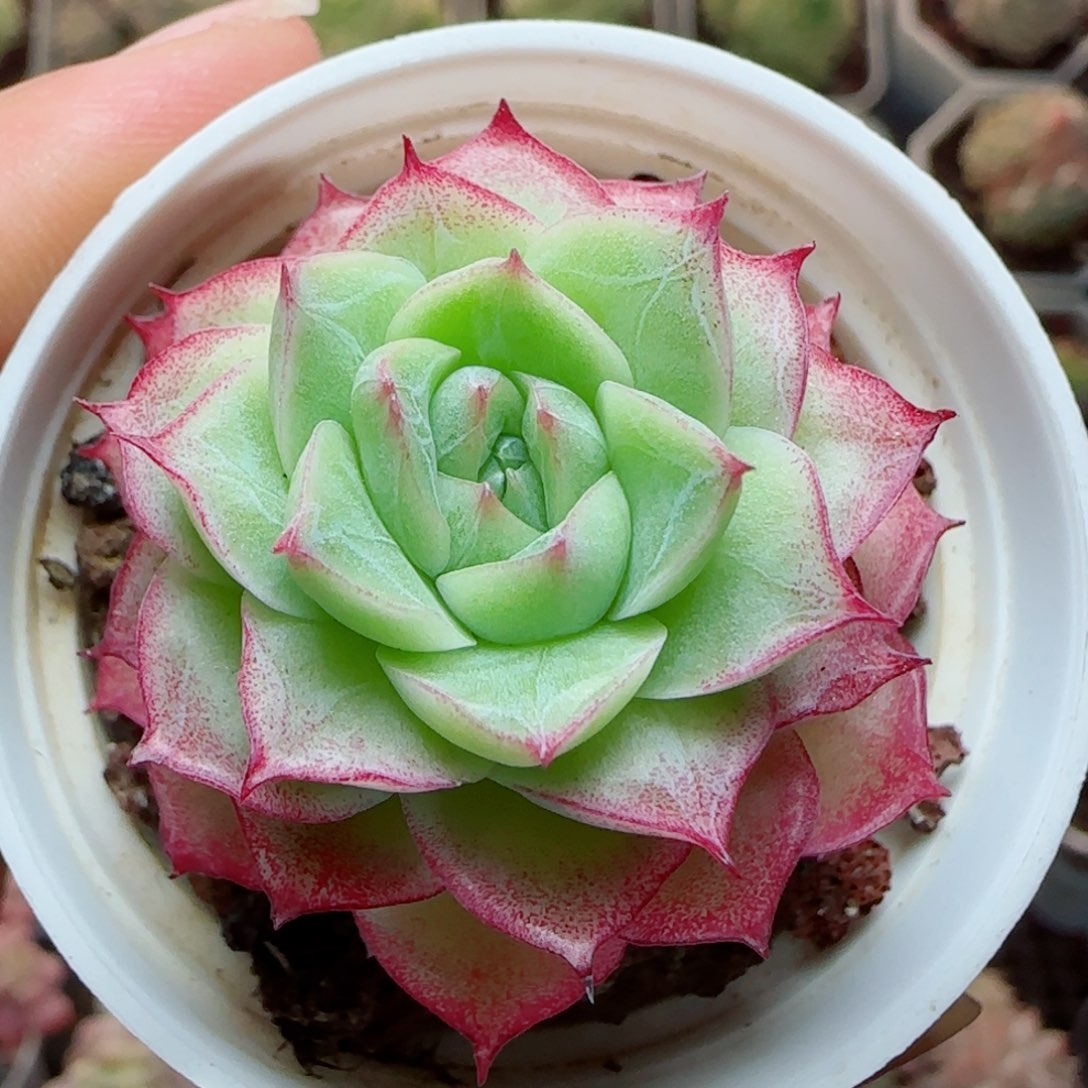 花语逸镜0327-516