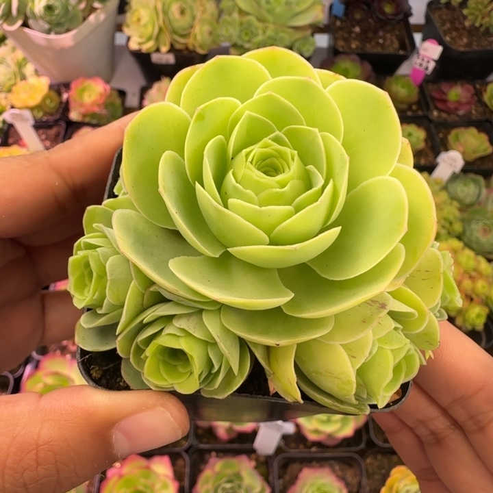 L72半城玫瑰情澜