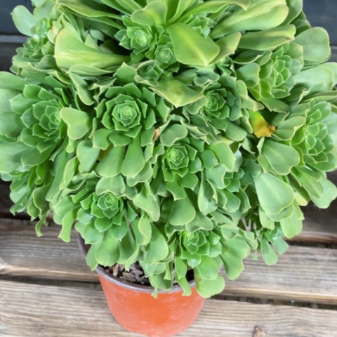 多肉植物绿杨蓉。