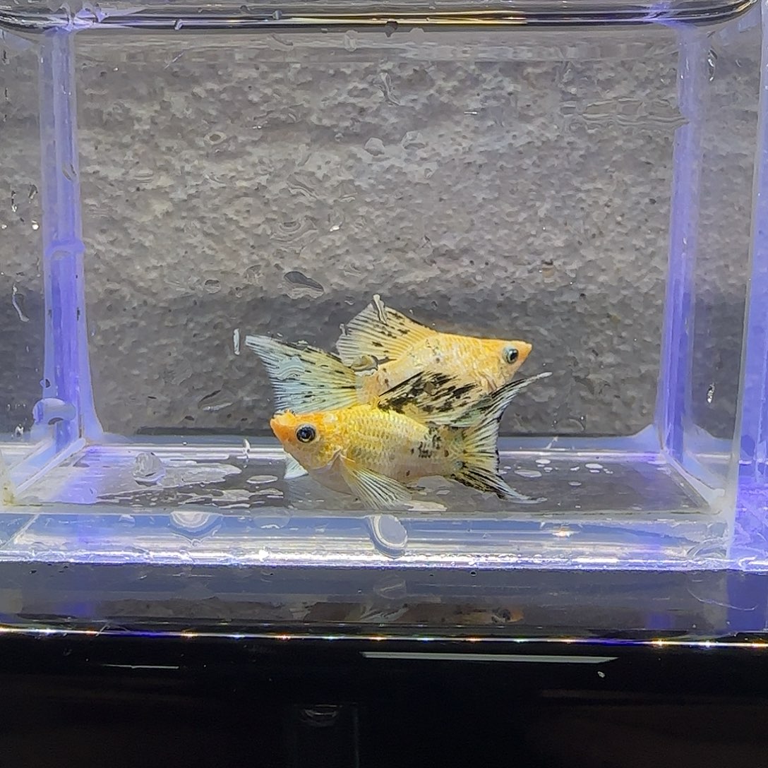 孔雀鱼面纱尾皮卡丘。61号