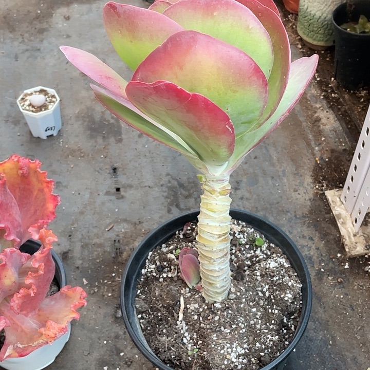 蛋***乐超大唐寅老桩带盆