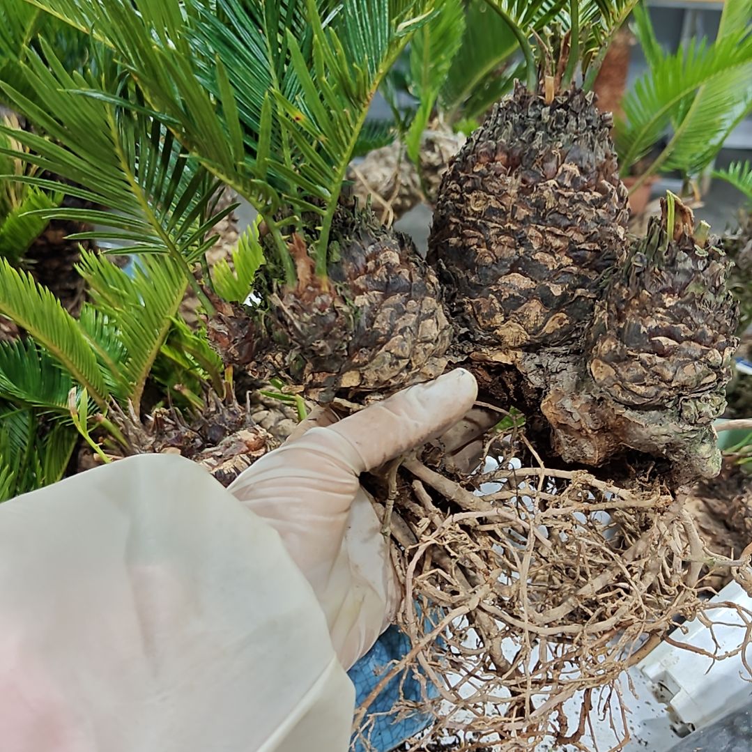 沾***草无花朵白鳞铁盆景基地价