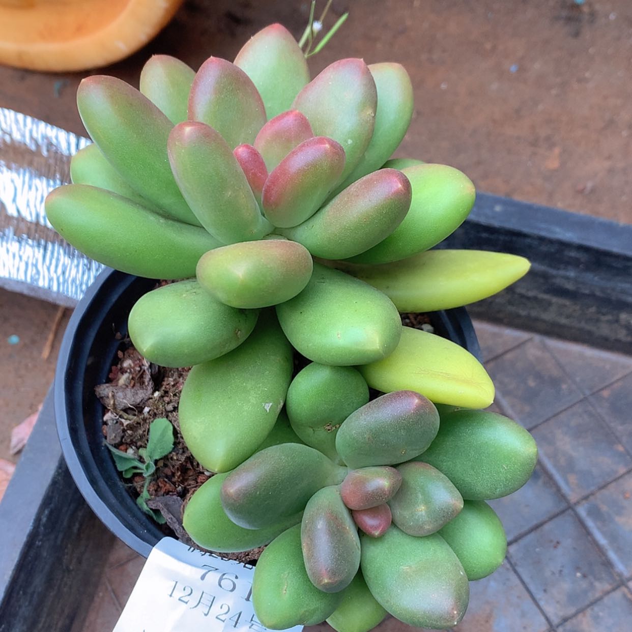 【闪购商品】云761号