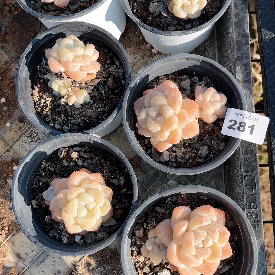 阿雅园艺。      281