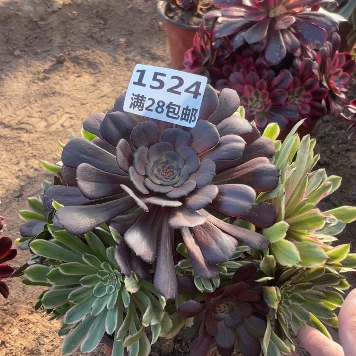 1524一号棚粉黛花C