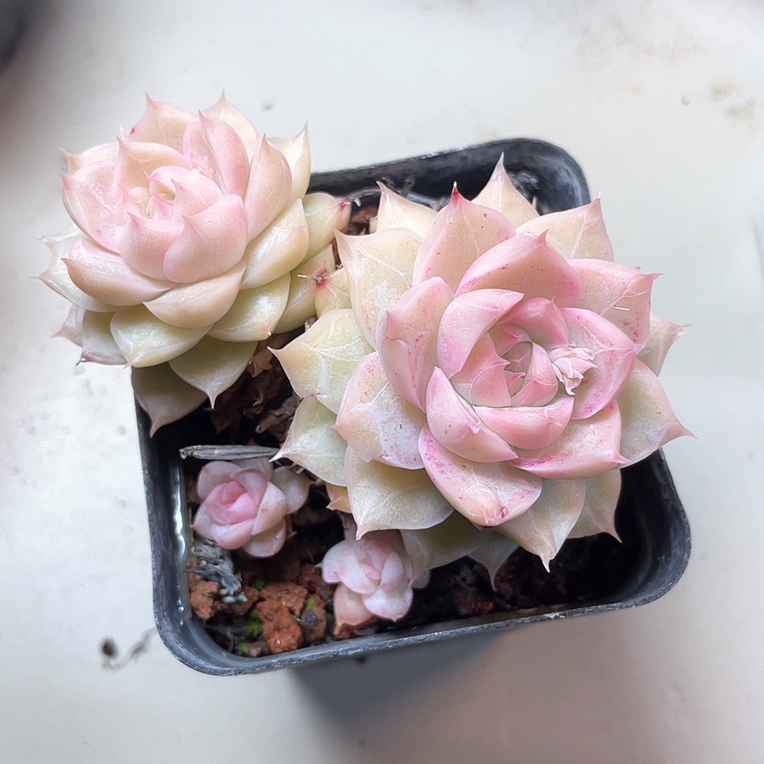 优选女王福利8129