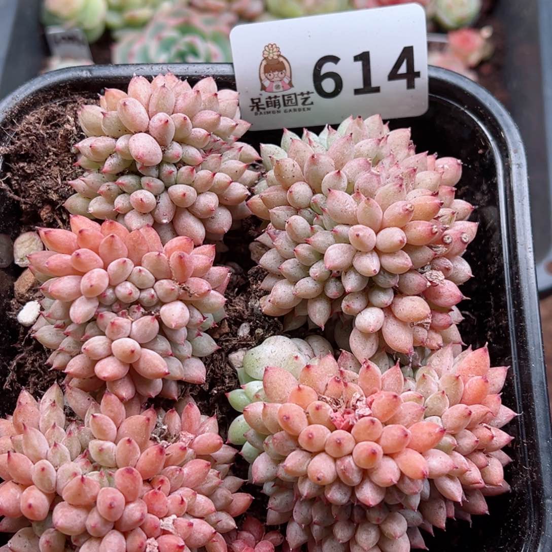 多肉植物多肉植物