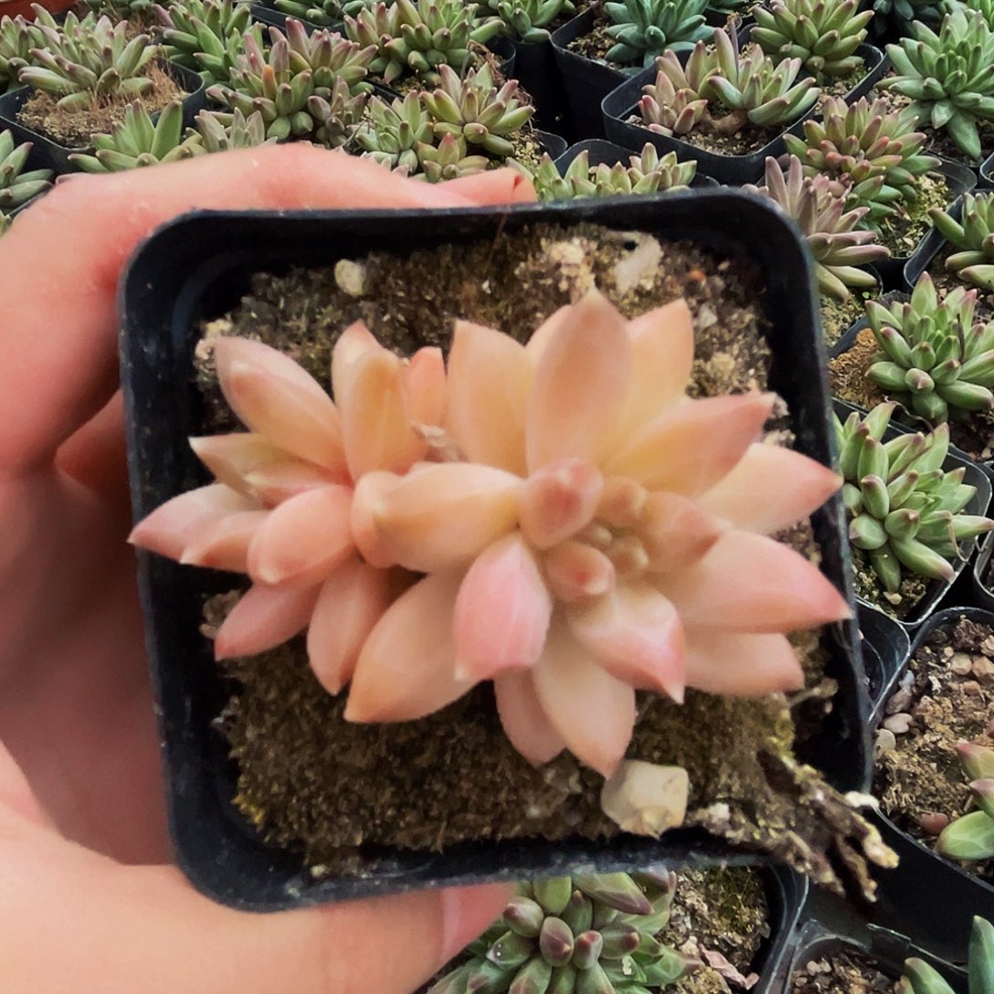 安***儿桔云多肉美人精品系列