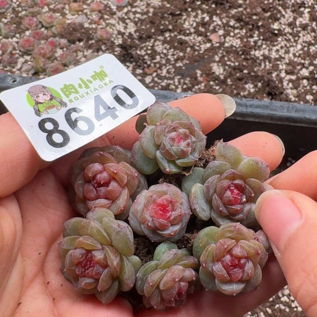 多肉植物多肉植物