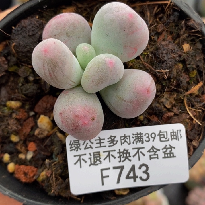 米可奶5cm743多肉植物