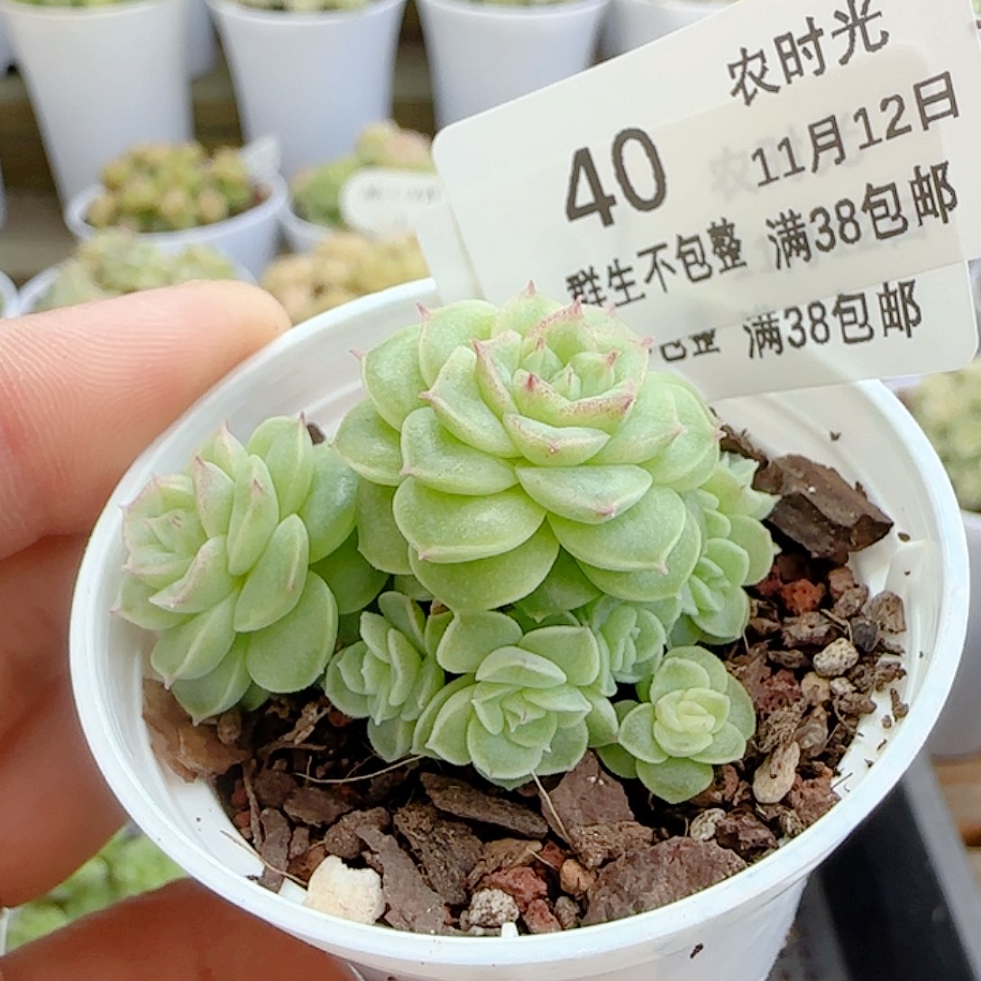 董***️1112-40（优选麦秆）