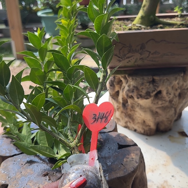 用***芳直播间八房柑一物一拍