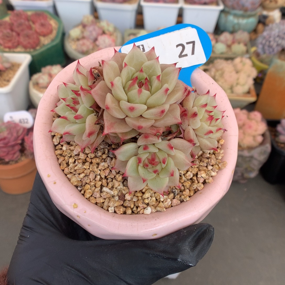 27 蓝眼睛多肉多肉