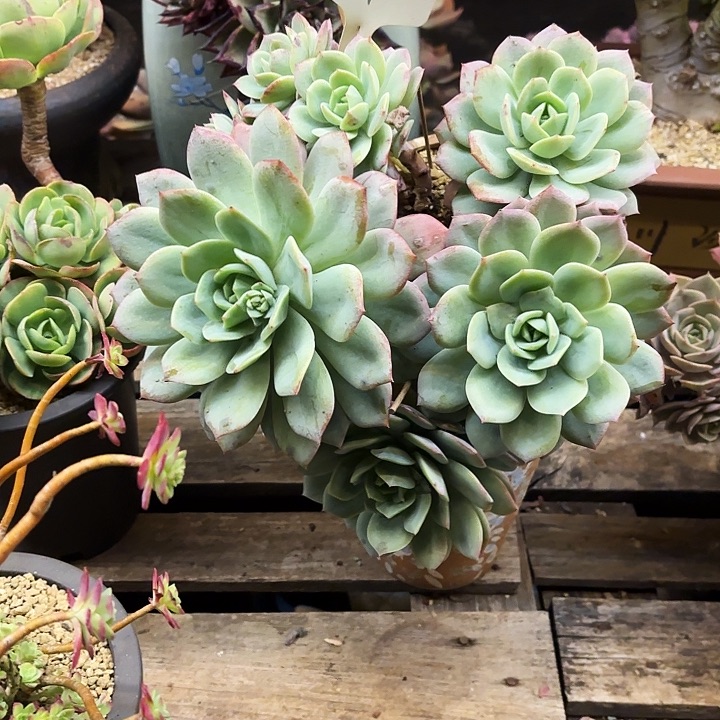 多肉植物，恋曲47号