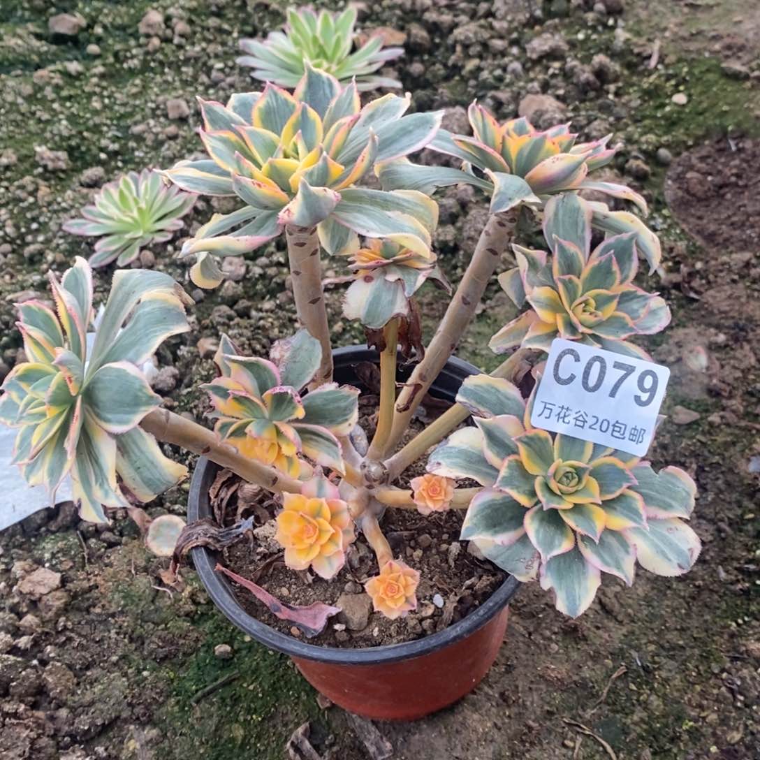 079灿烂多肉植物
